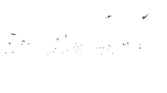 Pigeons flying, against white