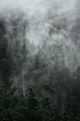 Plakat fog in the woods