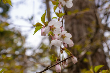 Obraz premium 三ツ峠山登山道の風景 A view of the Mt. Mitsutoge trail