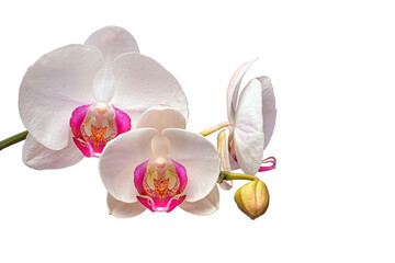 Close up of orchid flowers isolated on white background