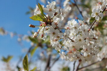 tree blossom