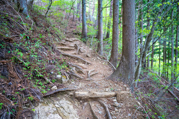 三ツ峠山登山道の風景 A view of the Mt. Mitsutoge trail