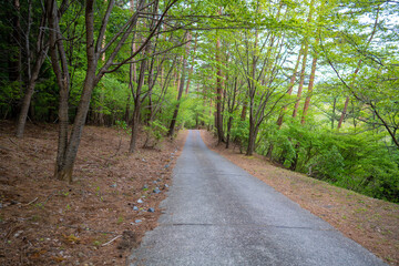 三ツ峠山登山道の風景 A view of the Mt. Mitsutoge trail
