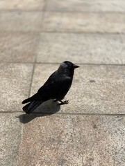 bird on the sidewalk poses for photos