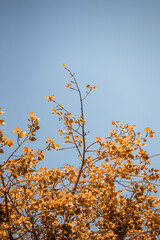 Autumn Trees