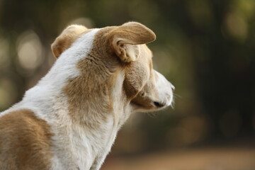 amazing portrait of young dog