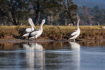 Australian Pelicans in Malabar Creek, Moruya River, NSW, July 2021