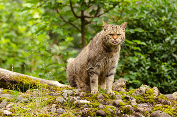 Naklejka na ściany i meble Wildkatze im Tierpark Arth Goldau