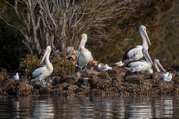 Australian Pelicans on rocks, Moruya River, NSW, July 2021