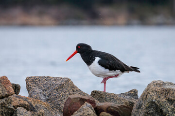 Australian Pied Oystercatcher on a breakwater, Moruya River, NSW, July 2021
