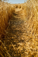 Close up wheat harvest, wheat field background in the sun day, summer