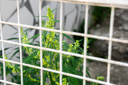 A blooming cannabis bush behind bars. Prohibition on cultivation. The concept of drug trafficking. An alternative to medicines..