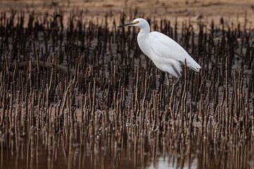 Little Egret in the mangroves, Moruya River, NSW, July 2021