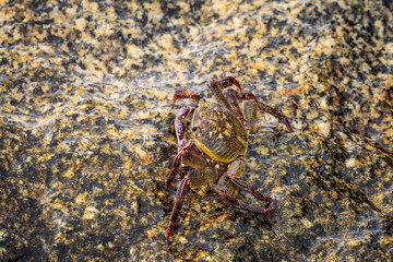 Swift-footed Crab on the breakwater, Moruya Heads, NSW, July 2021