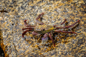 Swift-footed Crab on the breakwater, Moruya Heads, NSW, July 2021