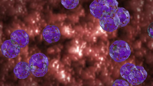 White blood cells flow, Eosinophils