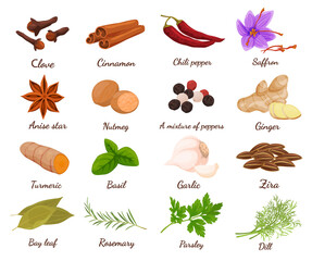 Collection spices and herbs vector illustration edible plants for cooking, food decoration, eating