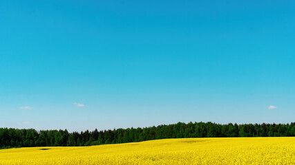 Rustic floral background with copy space. Blue sky background for desktop. Rapeseed field for the production of rapeseed or canola oil. Harmonious combination of blue and yellow colors.