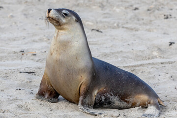 A cow seal resting on the sand on Kangaroo Island South Australia on May 11th 2021