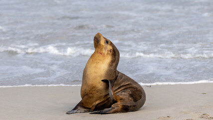 Fototapeta premium A cow seal resting on the sand on Kangaroo Island South Australia on May 11th 2021