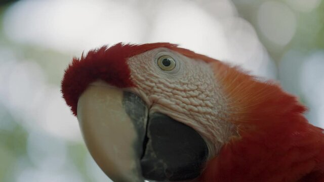 Macro footage of Macaw Parrot looking into camera and turning head in slow motion.