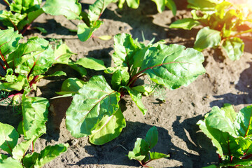 Beet in a vegetable garden Close Up. Organic beetroots growing in farm.
