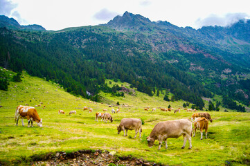 Fototapeta na wymiar Different breeds of cows eating grass in the high landscape of the alps.