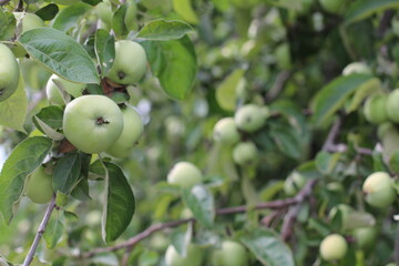 green apple on tree