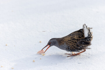 Water Rail (Rallus aquaticus).