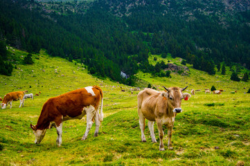 Fototapeta na wymiar Different breeds of cows eating grass in the high landscape of the alps.