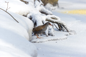 Water Rail (Rallus aquaticus).