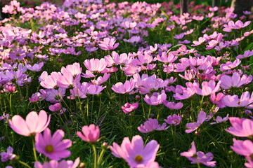 Close-up of a herbaceous plant name pink cosmos Bipinnatus have sunny from the front with a bokeh background (Mexican Astor, Mexican Astor Outdoors, Cosmos Bipinnatus) in full bloom in a park. 
