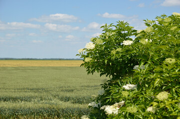 blooming elder tree in summer in rural landscape