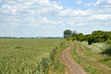 Fototapeta na wymiar rural landscape in summer in vojvodina