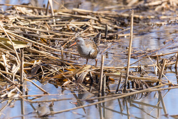 Water Rail (Rallus aquaticus).