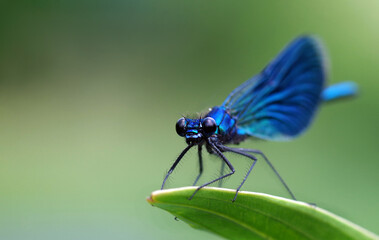 river bright blue dragonfly on a leaf. close up. - Powered by Adobe