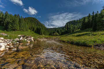 beautiful landscape with river and pine trees
