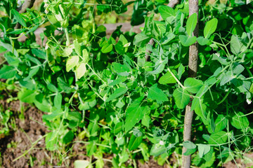 Green peas in pods harvest on the bed, natural organic pea sprouts in summer 