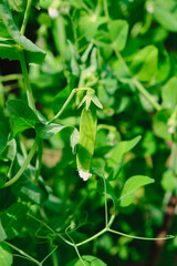 Green peas in pods harvest on the bed, natural organic pea sprouts in summer 