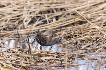 Water Rail (Rallus aquaticus).