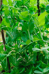 Green peas in pods harvest on the bed, natural organic pea sprouts in summer 