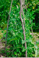 Green peas in pods harvest on the bed, natural organic pea sprouts in summer 