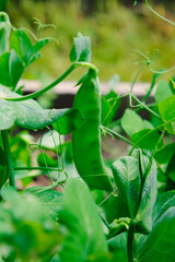 Green peas in pods harvest on the bed, natural organic pea sprouts in summer 