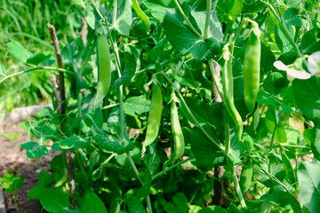 Fototapeta premium Green peas in pods harvest on the bed, natural organic pea sprouts in summer 