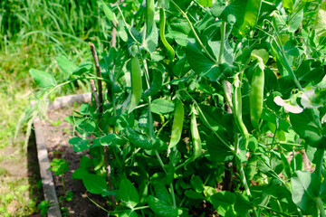 Green peas in pods harvest on the bed, natural organic pea sprouts in summer 