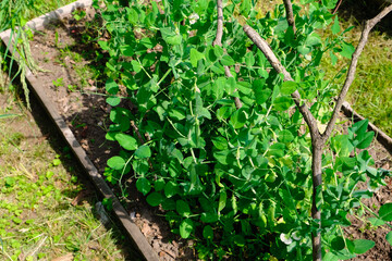 Green peas in pods harvest on the bed, natural organic pea sprouts in summer 