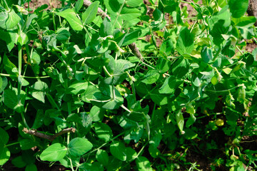 Green peas in pods harvest on the bed, natural organic pea sprouts in summer 