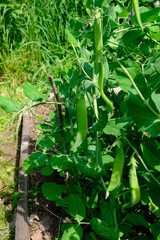 Green peas in pods harvest on the bed, natural organic pea sprouts in summer 