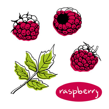 Raspberry. Colorful line sketch collection of fruits and berries isolated on white background. Doodle hand drawn fruits. Vector illustration