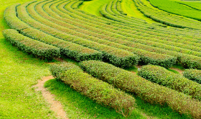 Green tea plantation or green tea field